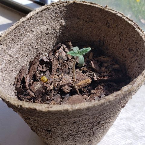 Wedding cake  #1 growlog photo: Turn lights off for a couple hours, while watering and adding soil.