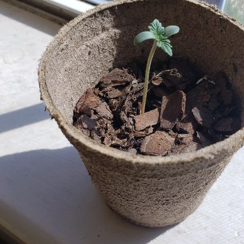 Wedding cake  #1 growlog photo: Turn lights off for a couple hours, while watering and adding soil.