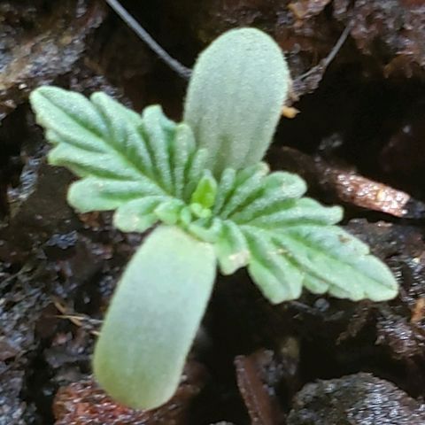 Wedding cake  #1 growlog photo: Turn lights off for a couple hours, while watering and adding soil.