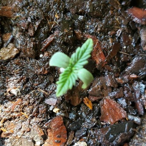 Wedding cake  #1 growlog photo: Turn lights off for a couple hours, while watering and adding soil.