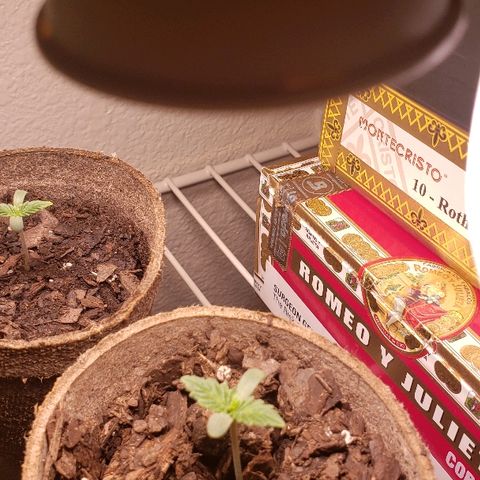 Wedding cake  #1 growlog timeline photo