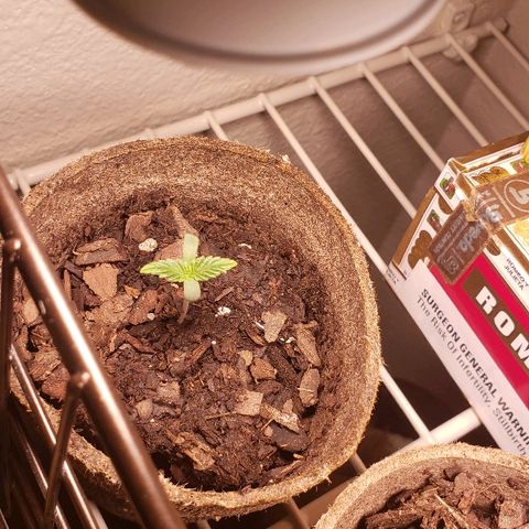 Wedding cake  #1 growlog timeline photo