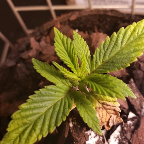 Wedding cake  #1 growlog timeline photo