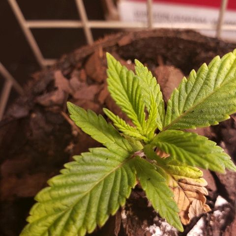 Wedding cake  #1 growlog timeline photo