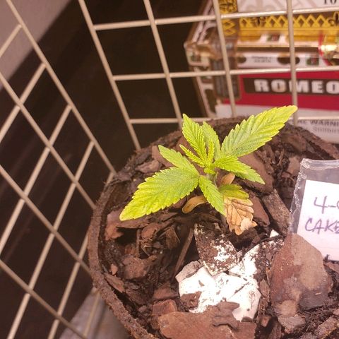 Wedding cake  #1 growlog timeline photo