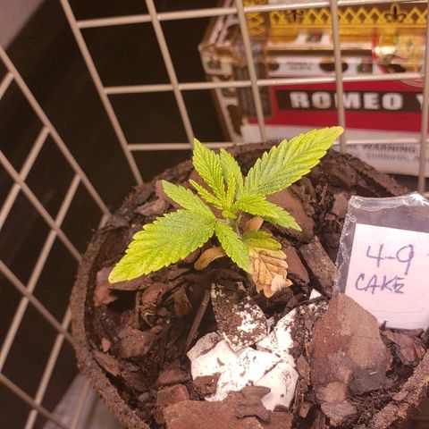Wedding cake  #1 growlog timeline photo