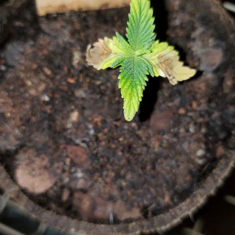 Wedding cake  #1 growlog timeline photo