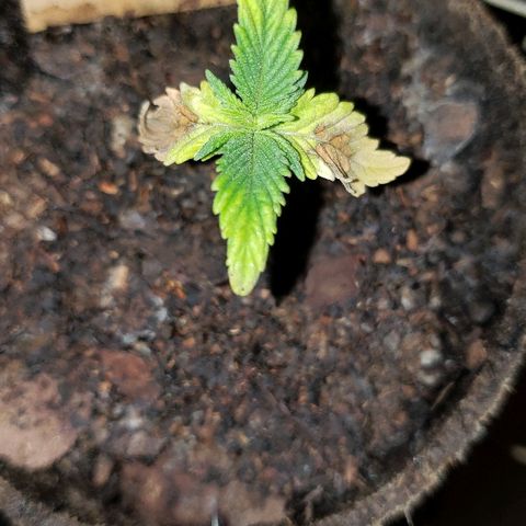 Wedding cake  #1 growlog timeline photo