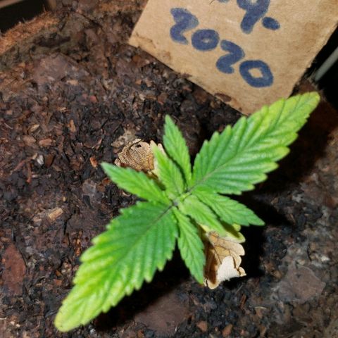 Wedding cake  #1 growlog timeline photo