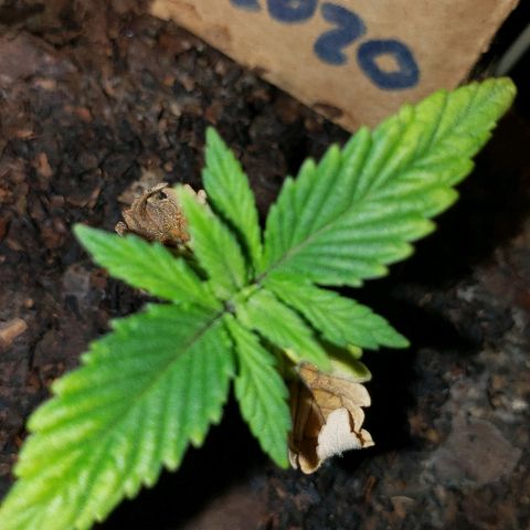 Wedding cake  #1 growlog timeline photo