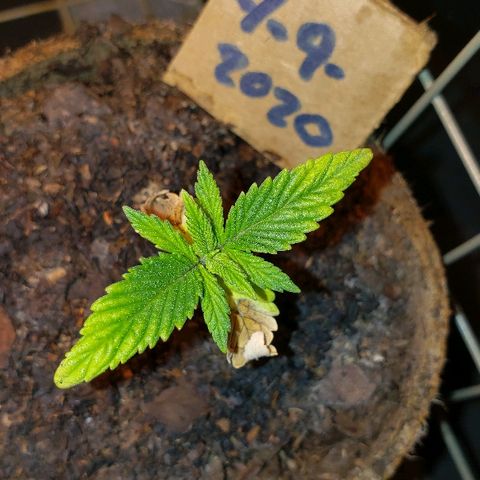 Wedding cake  #1 growlog timeline photo