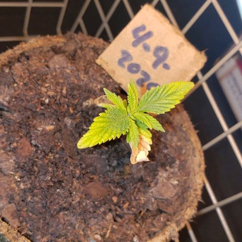 Wedding cake  #1 growlog timeline photo