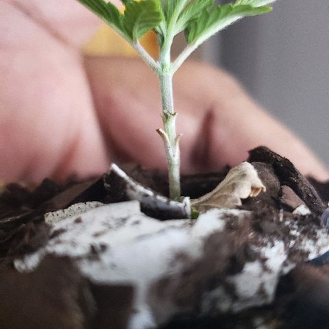 Wedding cake  #1 growlog timeline photo
