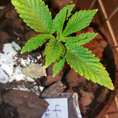 Wedding cake  #1 growlog timeline photo