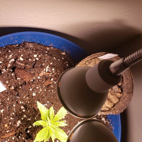 Wedding cake  #1 growlog timeline photo