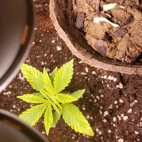 Wedding cake  #1 growlog timeline photo
