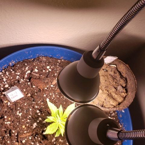 Wedding cake  #1 growlog timeline photo