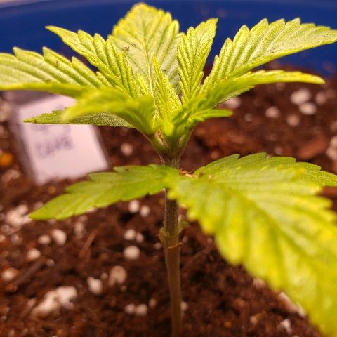 Wedding cake  #1 growlog timeline photo