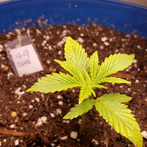 Wedding cake  #1 growlog timeline photo