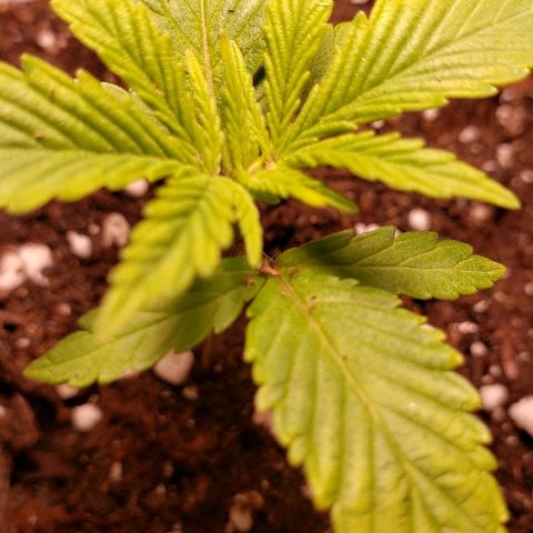 Wedding cake  #1 growlog timeline photo