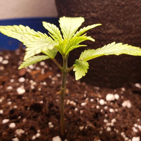 Wedding cake  #1 growlog timeline photo