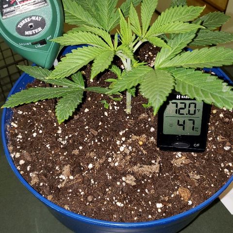 Wedding cake  #1 growlog timeline photo