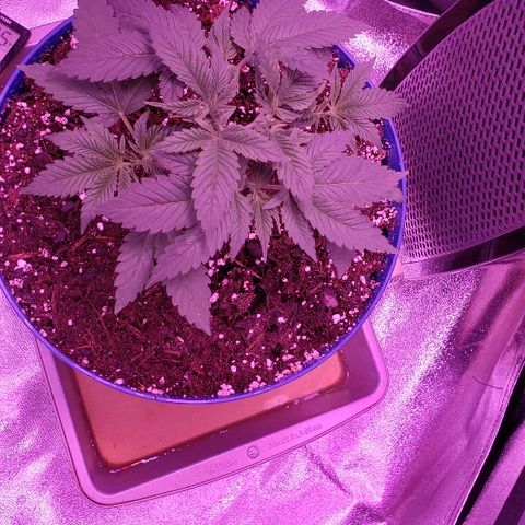 Wedding cake  #1 growlog timeline photo
