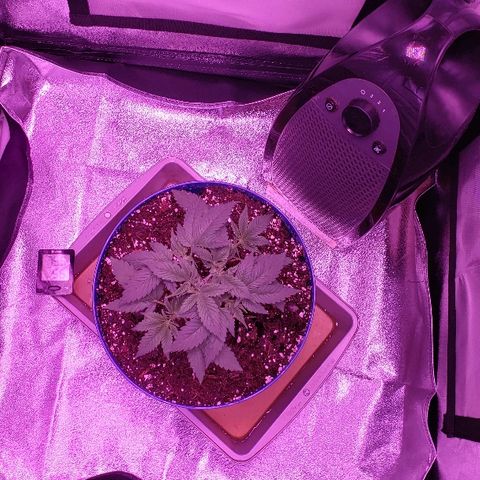 Wedding cake  #1 growlog timeline photo