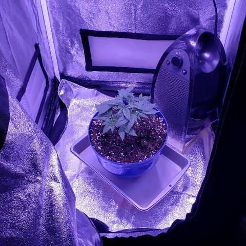 Wedding cake  #1 growlog timeline photo