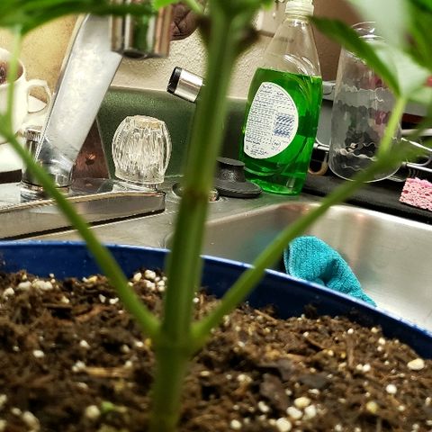 Wedding cake  #1 growlog timeline photo