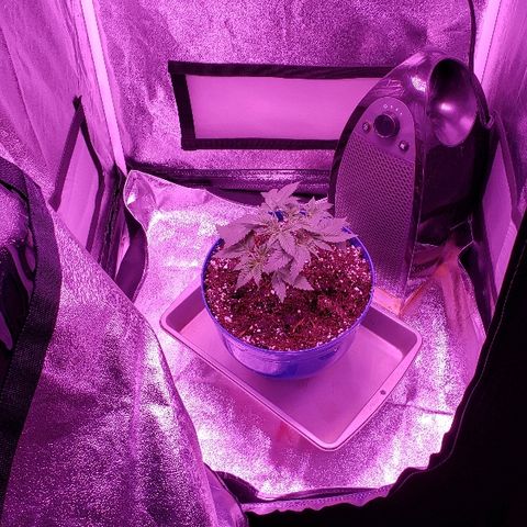 Wedding cake  #1 growlog timeline photo