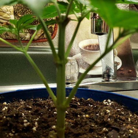 Wedding cake  #1 growlog timeline photo