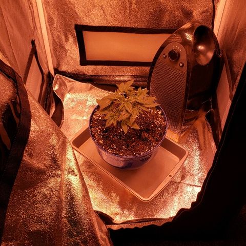 Wedding cake  #1 growlog timeline photo
