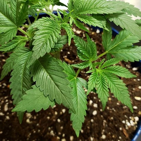Wedding cake  #1 growlog timeline photo