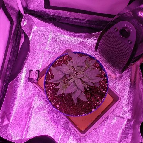Wedding cake  #1 growlog timeline photo