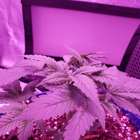 Wedding cake  #1 growlog timeline photo