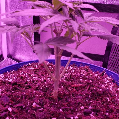 Wedding cake  #1 growlog timeline photo