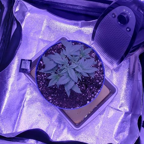 Wedding cake  #1 growlog timeline photo