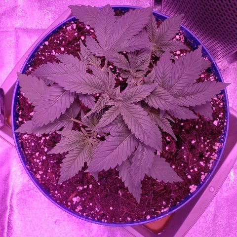 Wedding cake  #1 growlog timeline photo