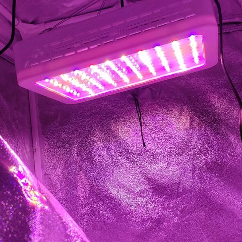 Wedding cake  #1 growlog timeline photo
