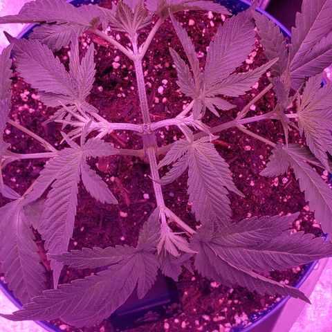 Wedding cake  #1 growlog timeline photo