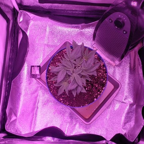 Wedding cake  #1 growlog timeline photo