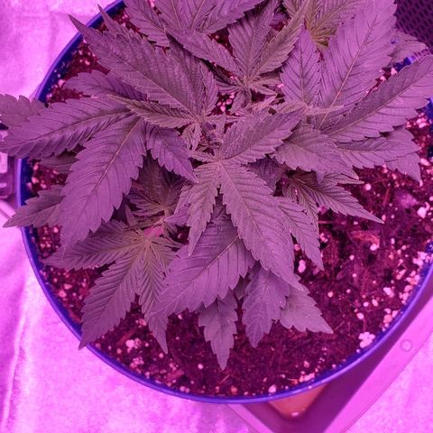 Wedding cake  #1 growlog timeline photo