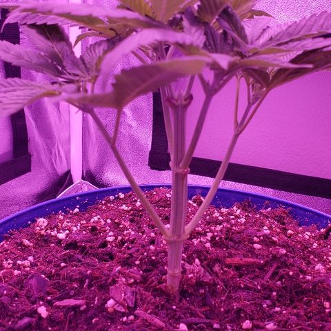 Wedding cake  #1 growlog timeline photo
