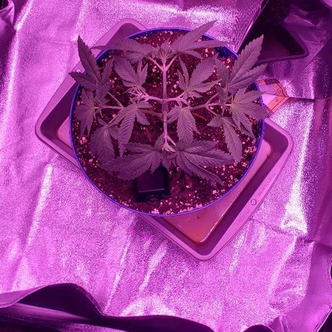 Wedding cake  #1 growlog timeline photo