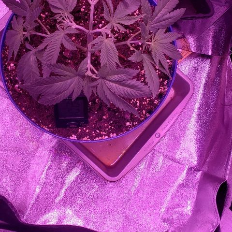 Wedding cake  #1 growlog timeline photo