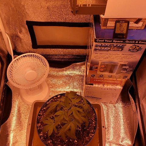 Wedding cake  #1 growlog timeline photo