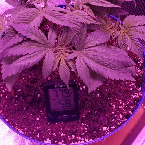 Wedding cake  #1 growlog timeline photo