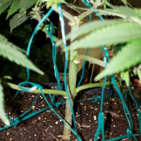 Wedding cake  #1 growlog timeline photo
