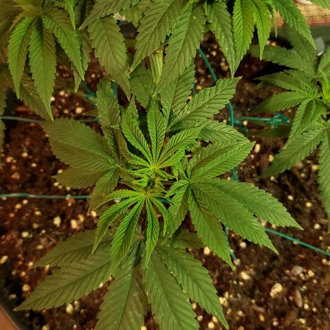 Wedding cake  #1 growlog timeline photo